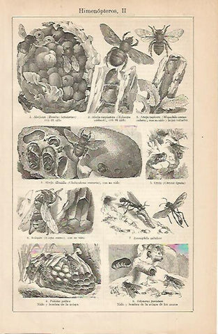 LAMINA ESPASA 680: Himenopteros II