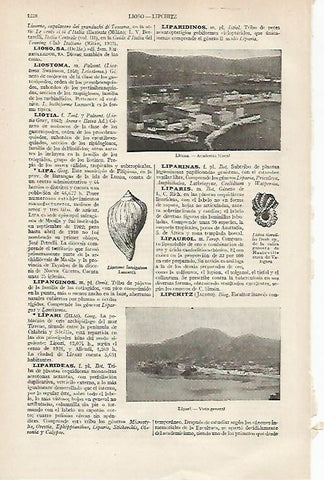 LAMINA ESPASA 19800: Academia Naval de Liorna Italia