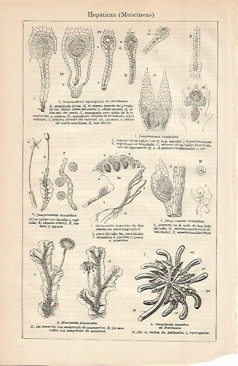 LAMINA ESPASA Hepaticas o Muscineas