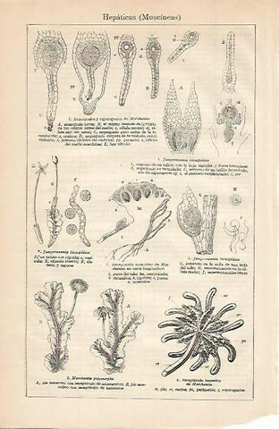 LAMINA ESPASA Hepaticas o Muscineas