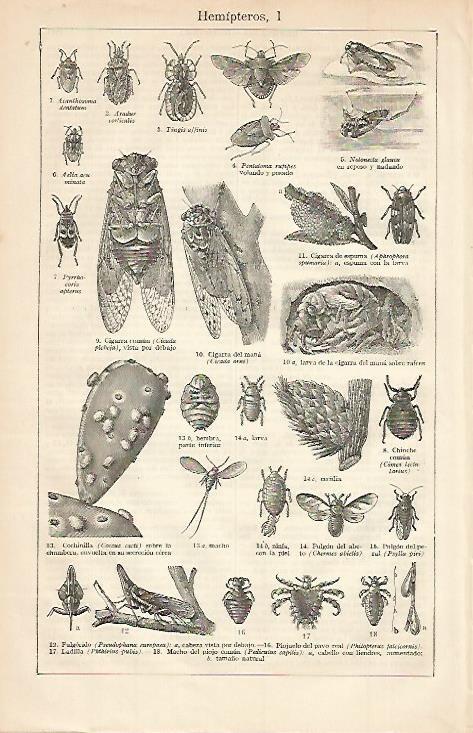 LAMINA ESPASA 667: Hemipteros