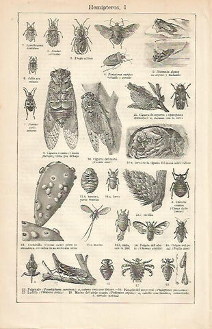 LAMINA ESPASA 667: Hemipteros