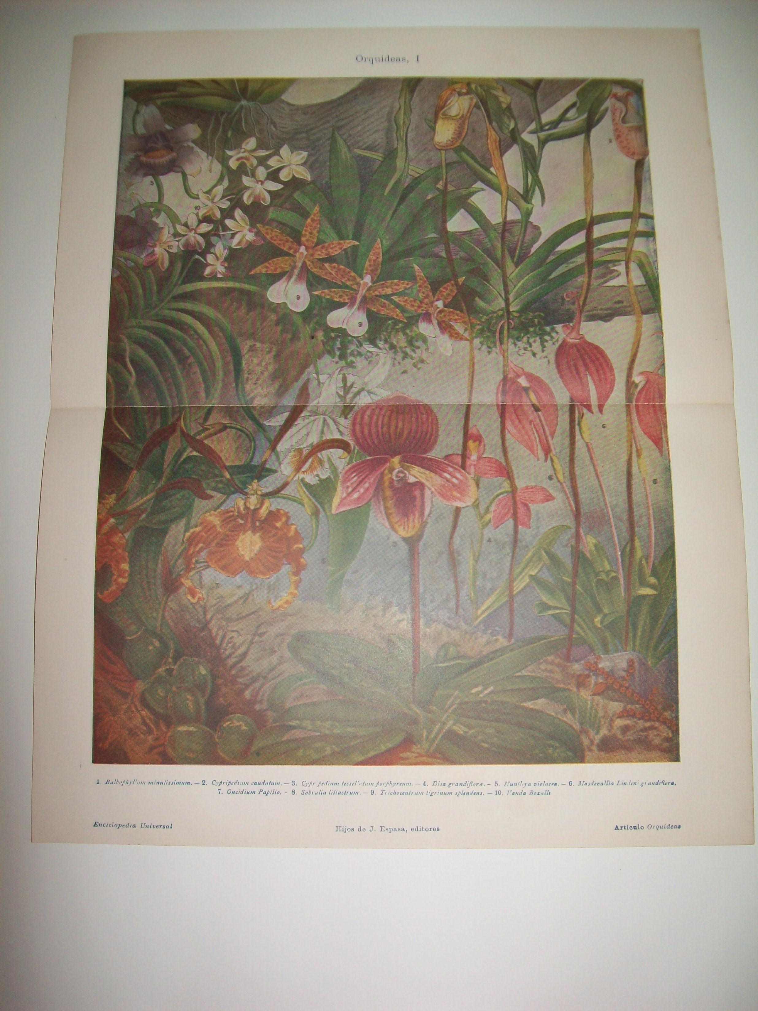 LAMINA ESPASA 7628: Orquideas