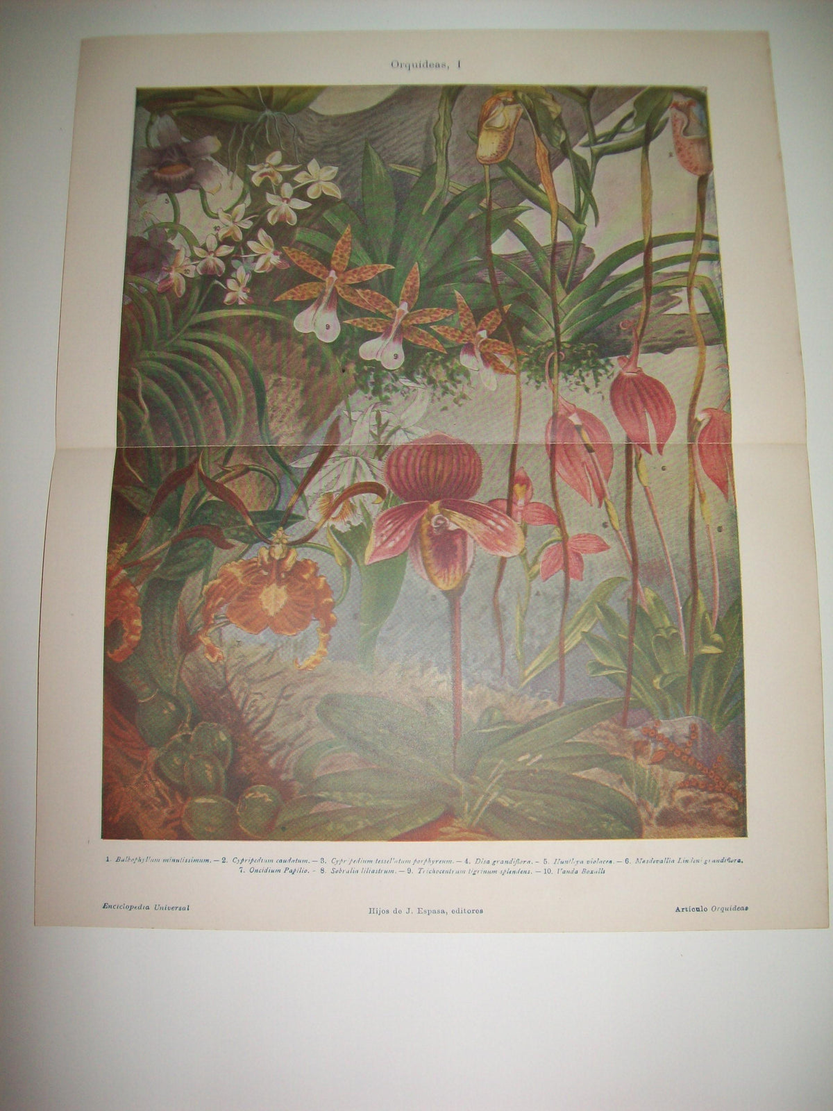 LAMINA ESPASA 7628: Orquideas