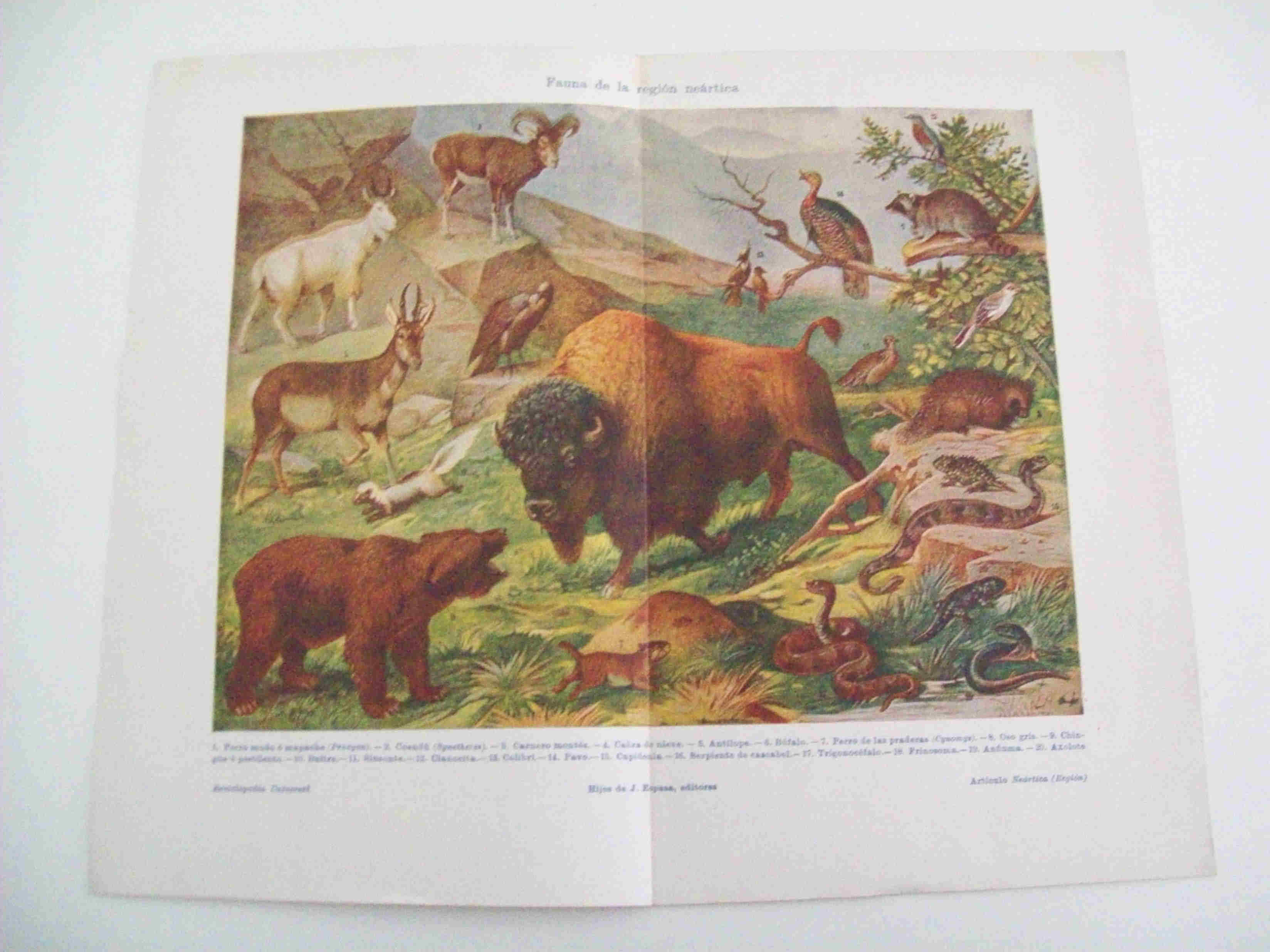 LAMINA ESPASA 10779:  Fauna de la region neartica