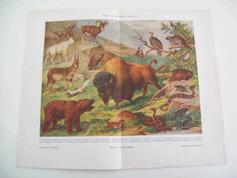 LAMINA ESPASA 10779:  Fauna de la region neartica