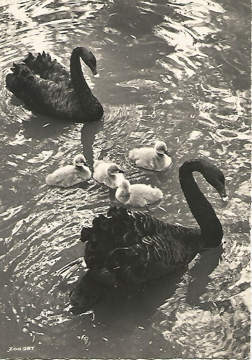 Postal 52158: ZURICH - Jardin del Zoologico
