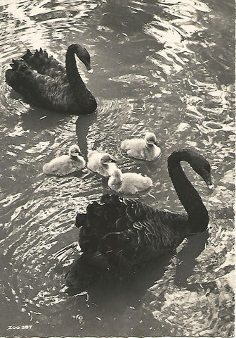 Postal 52158: ZURICH - Jardin del Zoologico
