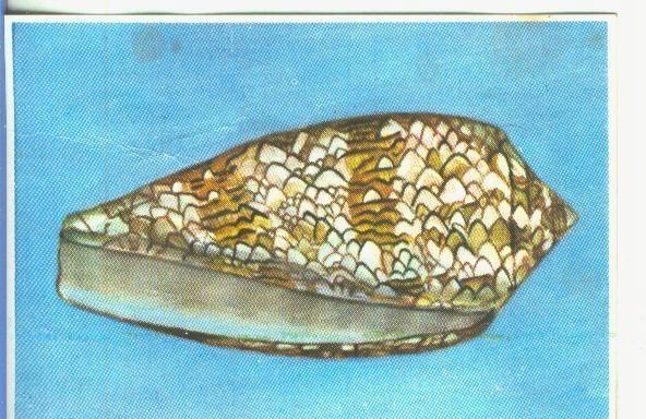 Cromos: Historia Natural numero 152