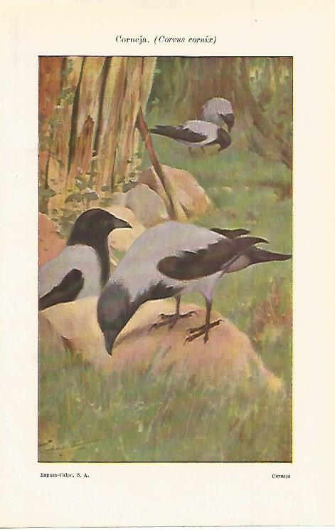 LAMINA ESPASA 14986: Corneja o Corvus cornix