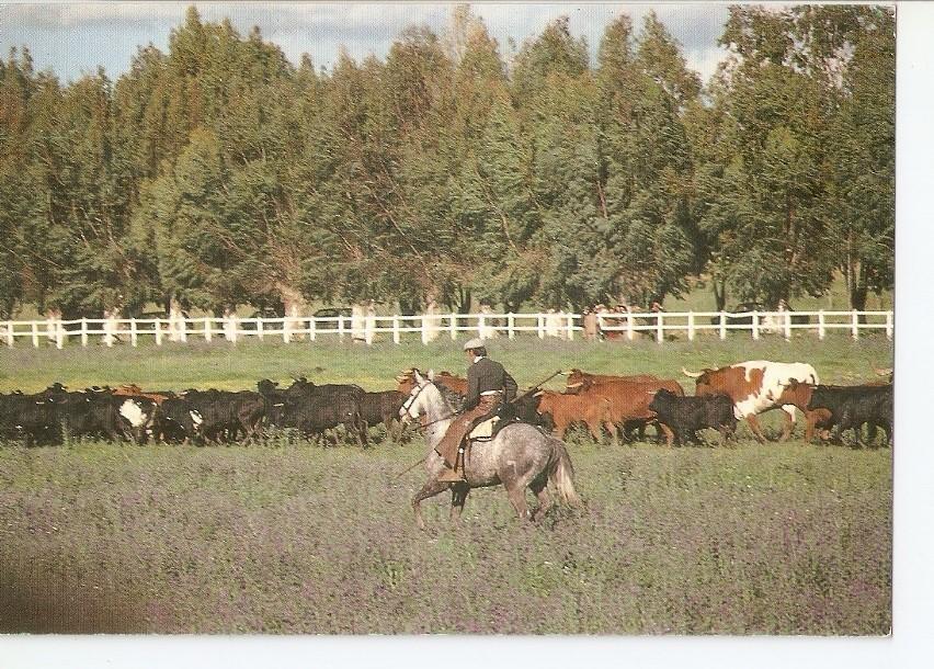 Postal 043445 : El caballo en Andalucia