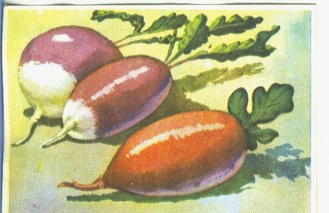 Cromos: Historia Natural numero 462