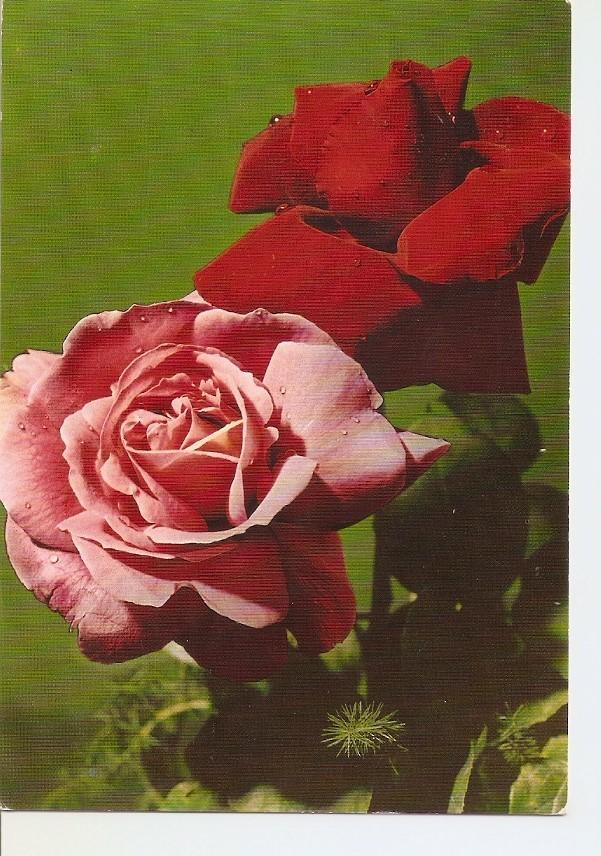 Postal 041372 : Rosas