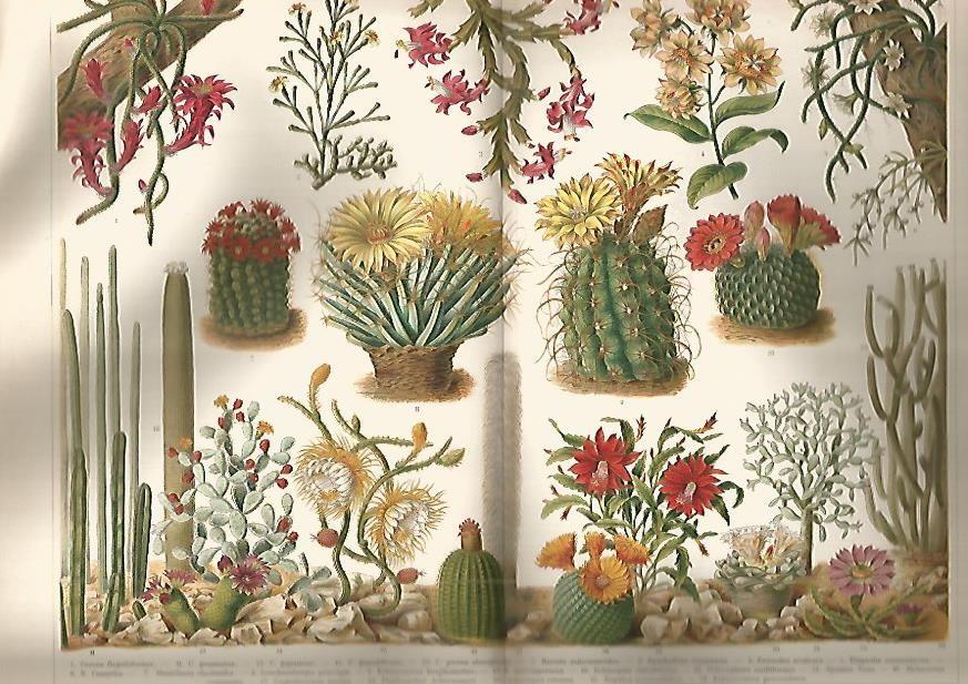 LAMINA De ESPASA 007: Cactaceas