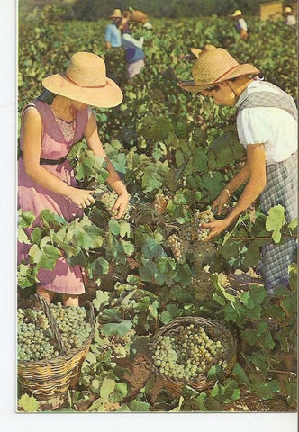 Postal 039842 : Cavas Codorniu. Vendimia