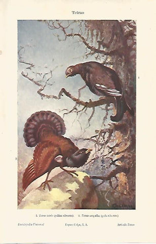 LAMINA ESPASA 8306: Tetrao (Tetrao teltrix y Tetrao urogallus)
