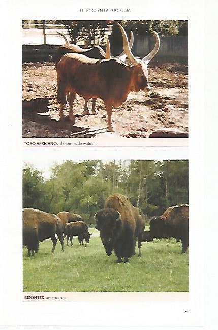 LAMINA COSSIO 50766:  Toro africano y bisontes americanos
