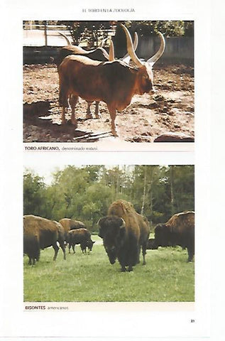 LAMINA COSSIO 50766:  Toro africano y bisontes americanos