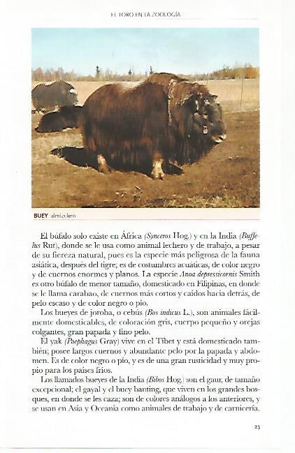 LAMINA COSSIO 50767: Buey almizclero