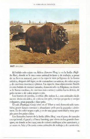 LAMINA COSSIO 50767: Buey almizclero