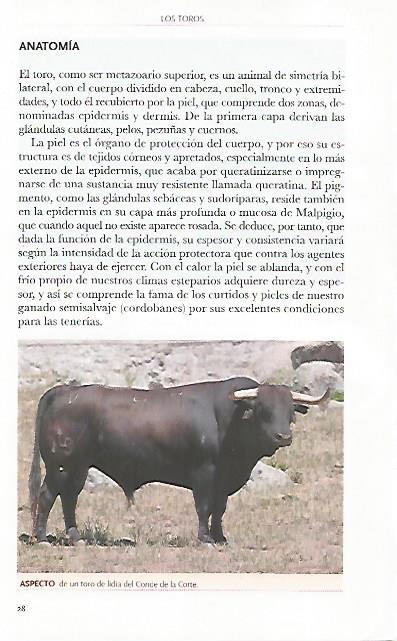 LAMINA COSSIO 50770: Toro del Conde de la Corte
