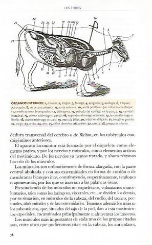 LAMINA COSSIO 50772: Organos internos del toro