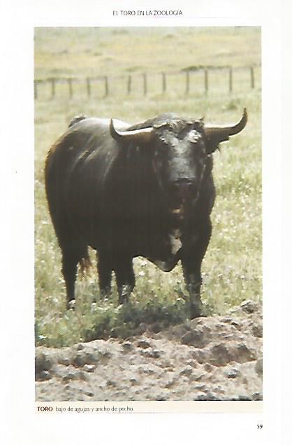 LAMINA COSSIO 50774: Toro bajo de agujas