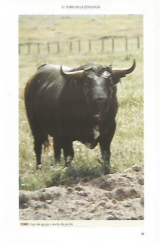 LAMINA COSSIO 50774: Toro bajo de agujas