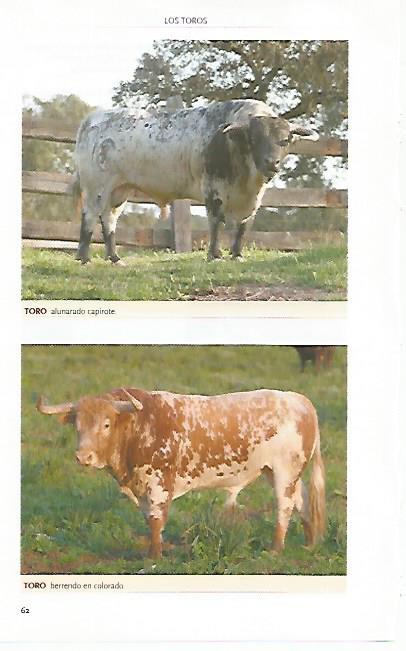 LAMINA COSSIO 50775: Toro alunarado capirote y toro berrendo en colorado