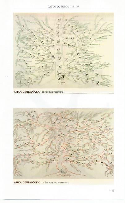 LAMINA COSSIO 50783: Arbol genealogico de la casta vazqueña y la casta Vistahermosa