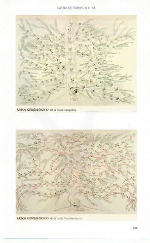 LAMINA COSSIO 50783: Arbol genealogico de la casta vazqueña y la casta Vistahermosa