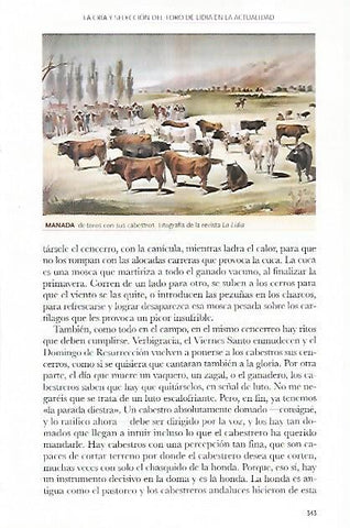 LAMINA COSSIO 50814: Manada de toros con cabestros
