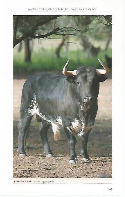 LAMINA COSSIO 50818: Toro de Lagunajanda