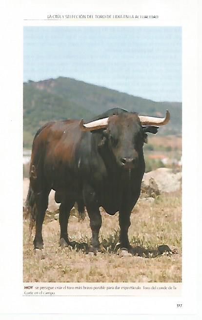 LAMINA COSSIO 50841: Toro del Conde de la Corte