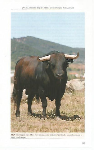 LAMINA COSSIO 50841: Toro del Conde de la Corte