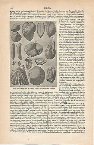 LAMINA ESPASA 20003: Lamina del Aparato para la Historia Natural de Torrubia