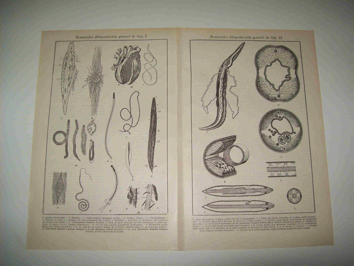 LAMINA ESPASA 20098: Nematodos