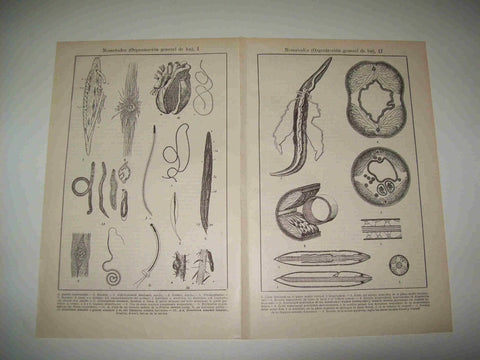 LAMINA ESPASA 20098: Nematodos