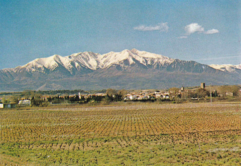 POSTAL 18543: Pays du muscat Rivesaltes