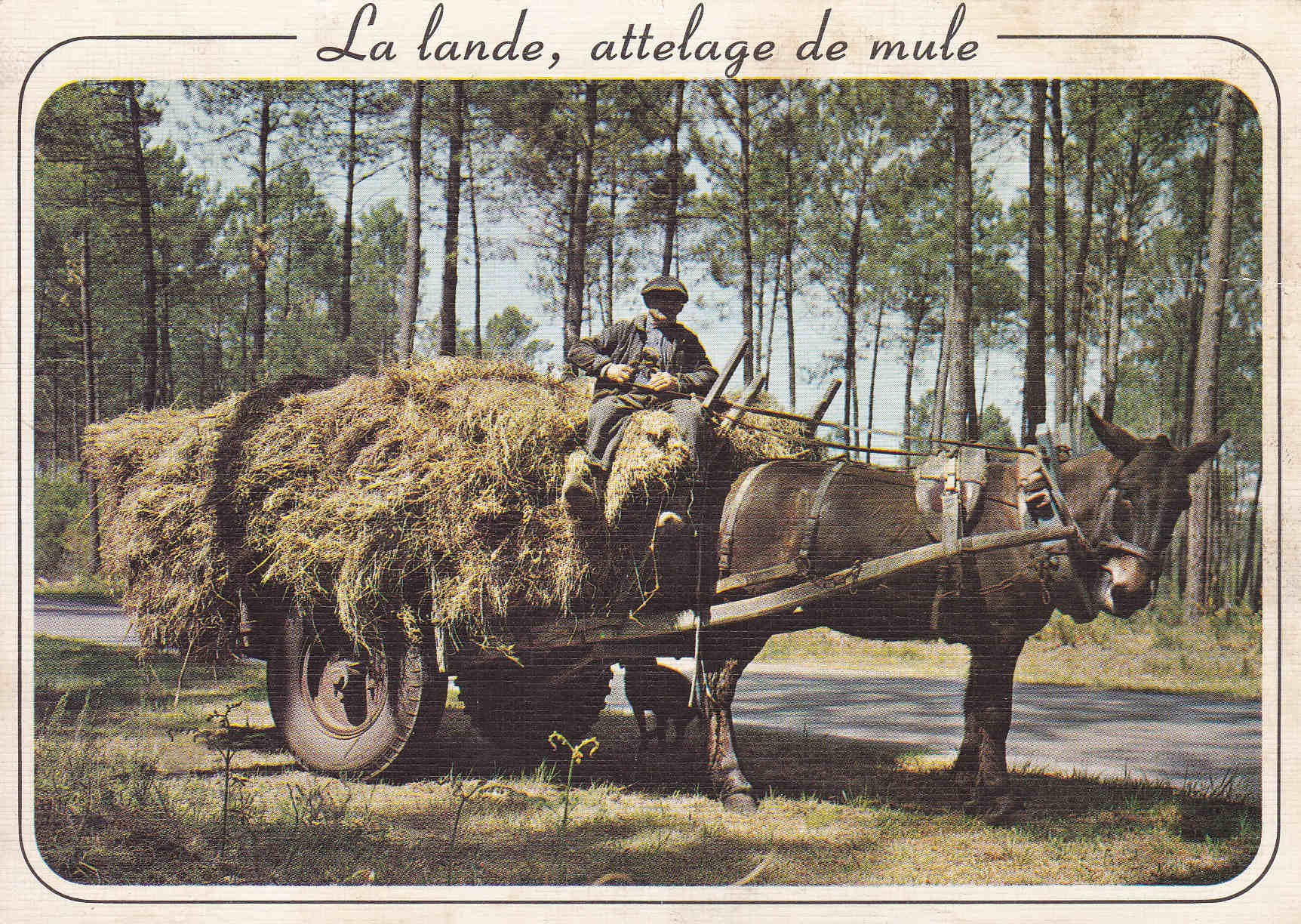 POSTAL 18573: La lande attelage de mule