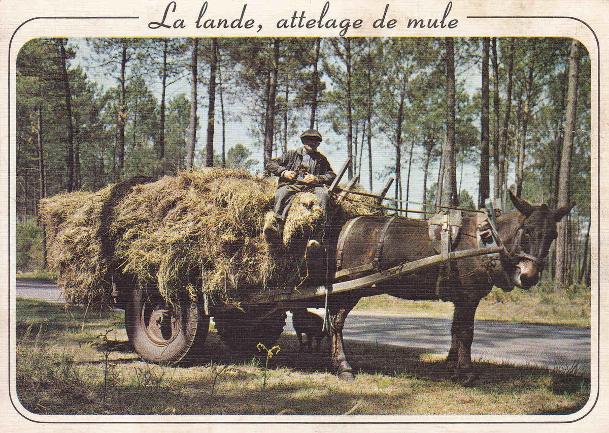 POSTAL 18573: La lande attelage de mule