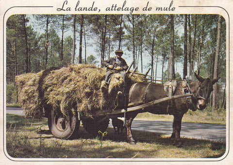POSTAL 18573: La lande attelage de mule