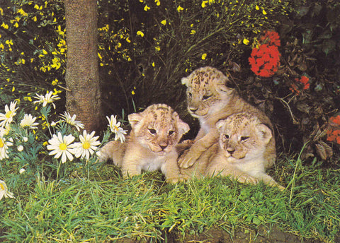 POSTAL 18615: Lions au Chateau de Thoiry-en-Yvelines
