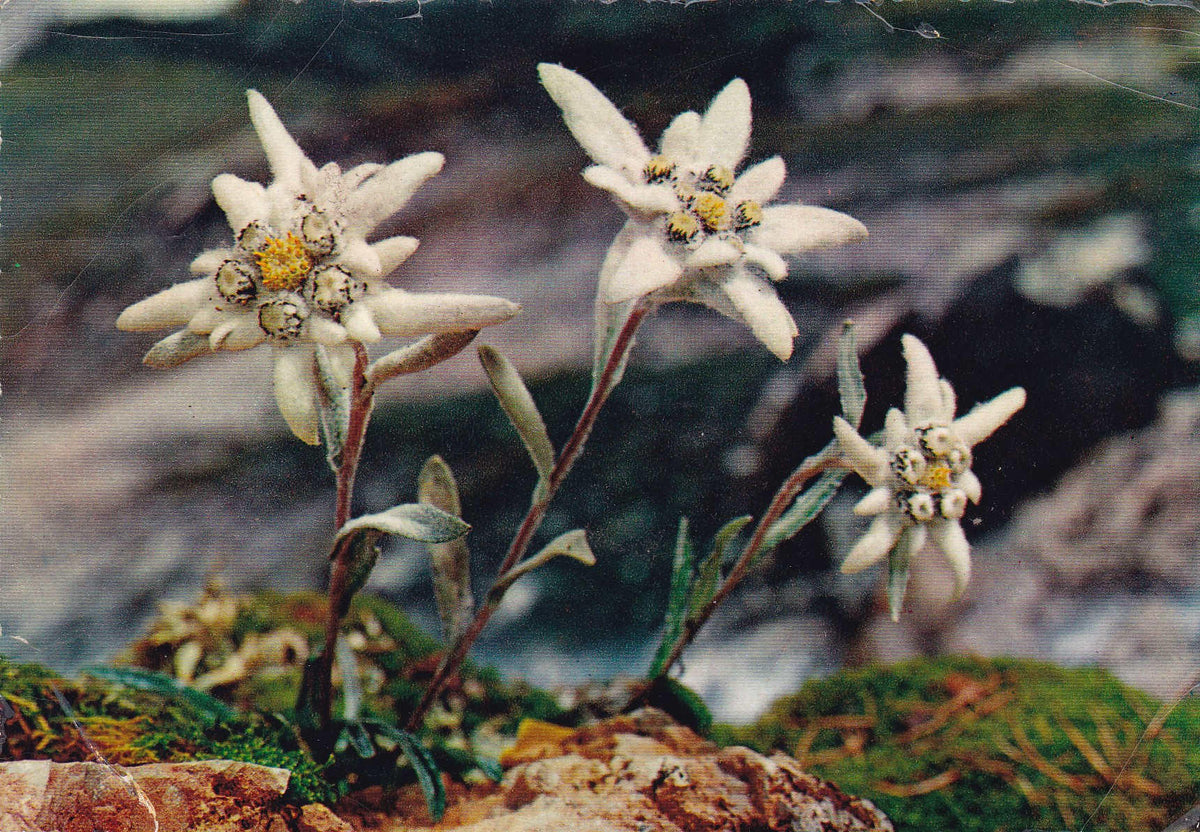 POSTAL 18691: Flores