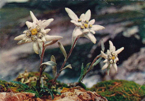 POSTAL 18691: Flores