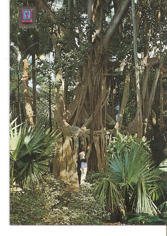 Postal 029709 : La Orotava (Tenerife) Arbol del Caucho (Coussapoa Dealbata) en el Jardin Botanico