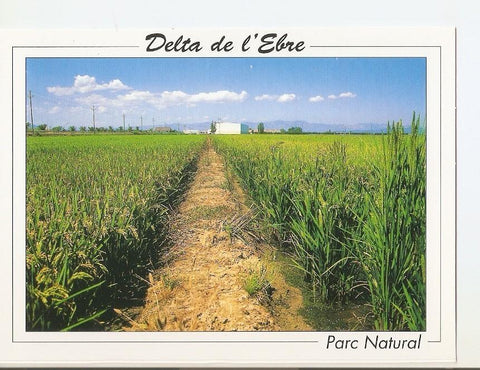 Postal 040730 : Delta de lEbre. Parc Natural