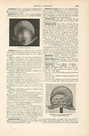 LAMINA ESPASA 8781: Morrion veneciano
