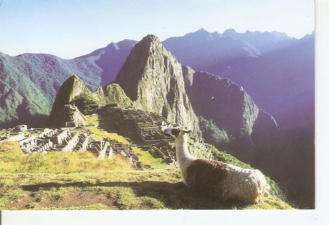 Postal 038012 : Llama en la Ciudad Inca de Machu Picchu