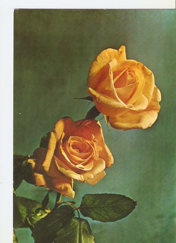 Postal 034936 : Rosas amarillas